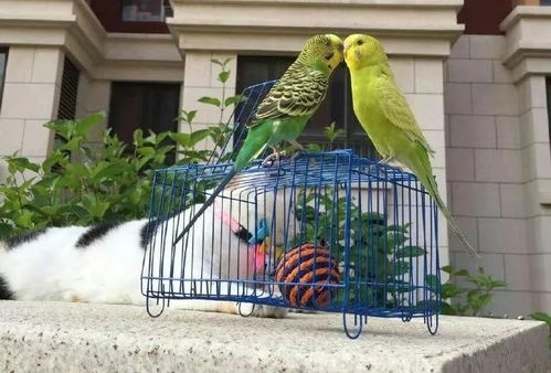 抖音爆紅 花布背鳥遛彎，萌趣寵物日常引發(fā)290萬(wàn)點(diǎn)贊