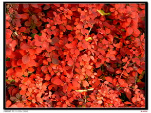 積攢的花布——恒山居士的藝術與記憶