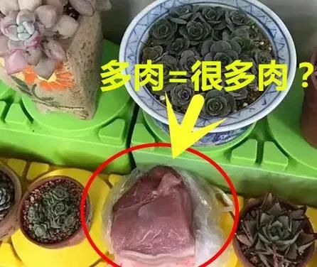 幼兒園老師布置樹葉收集作業(yè)，萌娃扛來兩米高‘巨無霸’樹葉驚呆全場