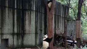 熊貓基地的萌滾滾上演“萌貝樹”地盤爭奪戰(zhàn)